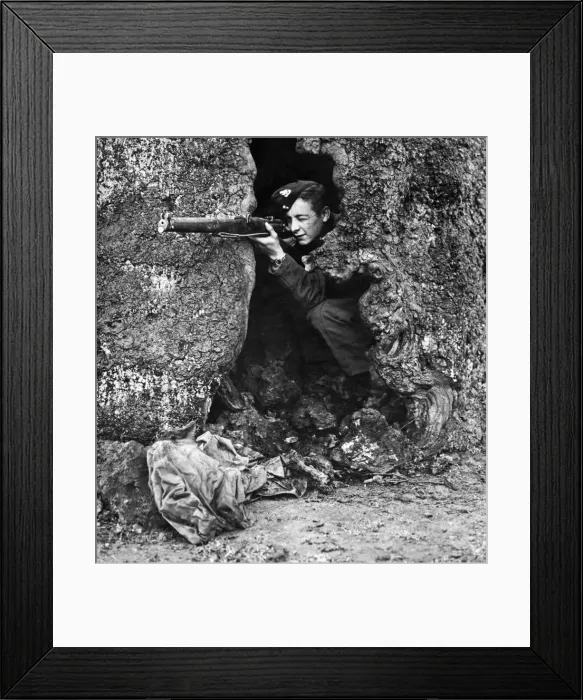 Framed Print : A sniper taking aim from a natural hideout in the hollow trunk of a tree during rifle Framed Print : A sniper taking aim from a natural hideout in the hollow trunk of a tree during rifle