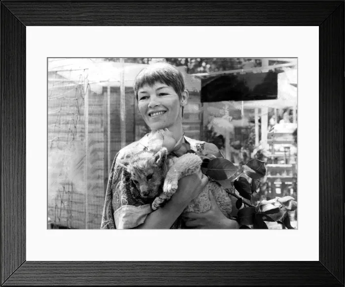 Framed Print : Glenda Jackson being bitten by lion cud during visit to Chelsea Flower Show - May 1980 Framed Print : Glenda Jackson being bitten by lion cud during visit to Chelsea Flower Show - May 1980