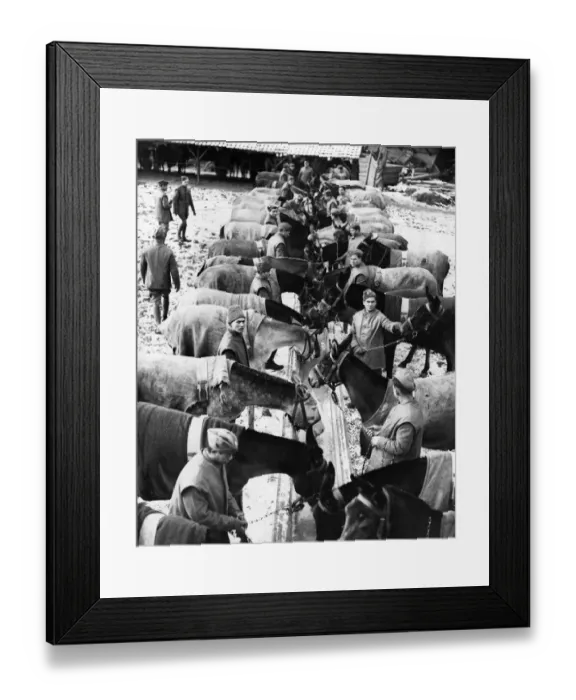 Framed Print : A contingent of Cypriot Muleteers which recently landed in France have now taken up
