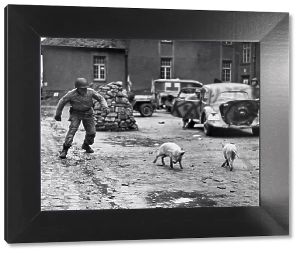 An American soldier of the 12th Army chasing a pig, in the city of Metz, Northern France