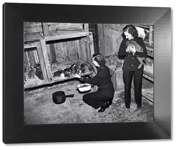Girls of the N. F.s feeding the rabbits in the vestry. June 1942