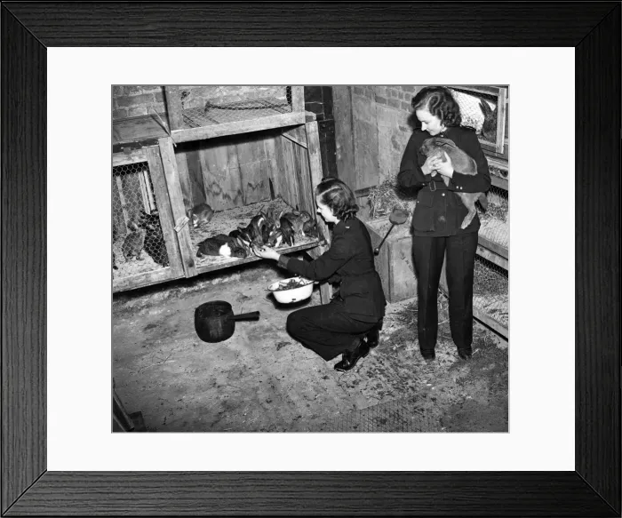 Framed Print : Girls of the N. F.s feeding the rabbits in the vestry. June 1942 Framed Print : Girls of the N. F.s feeding the rabbits in the vestry. June 1942