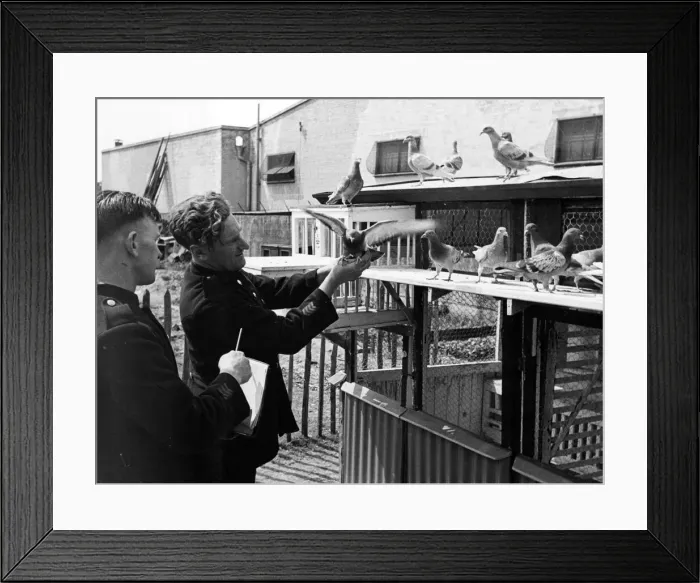 Framed Print : Homing pigeons are checked by handlers. Circa 1941 Framed Print : Homing pigeons are checked by handlers. Circa 1941