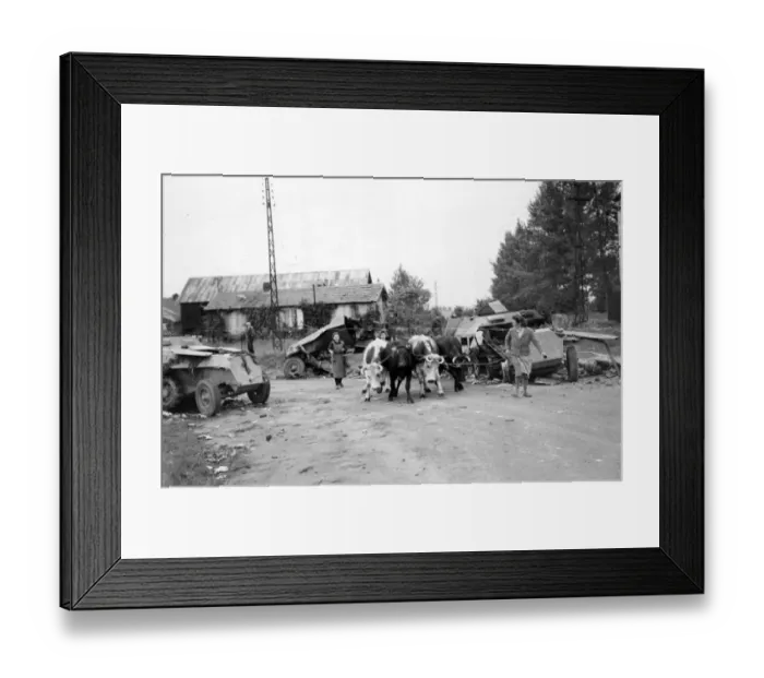 Framed Print : Villagers take their cattle past wrecked Nazi vehicles in northern France. September 1944 Framed Print : Villagers take their cattle past wrecked Nazi vehicles in northern France. September 1944
