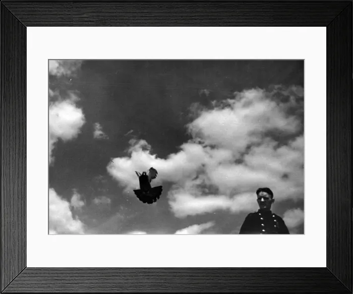Framed Print : Homing pigeons are checked by handlers. Circa 1941