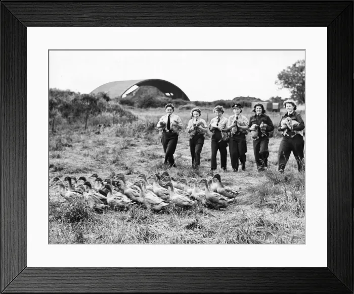 Framed Print : Member of The Womens Auxiliary Air Force (WaF) at a farm near London Framed Print : Member of The Womens Auxiliary Air Force (WaF) at a farm near London