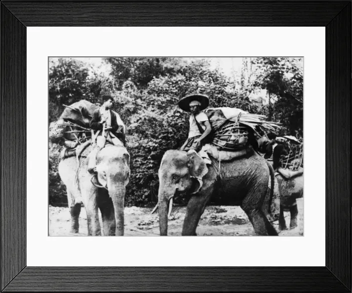 Framed Print : Elephants used by Allied Forces during the Burma Campaign in World War Two for labour