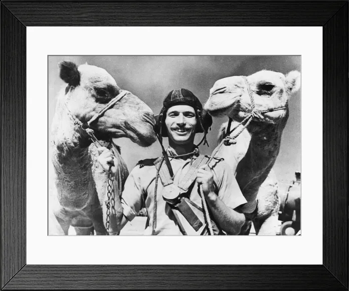 Framed Print : Allied Air Forces with camels. 30th April 1943 Framed Print : Allied Air Forces with camels. 30th April 1943