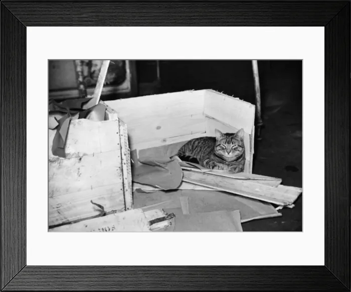Framed Print : On December 26th 1943, one of Germanys few great warships Framed Print : On December 26th 1943, one of Germanys few great warships