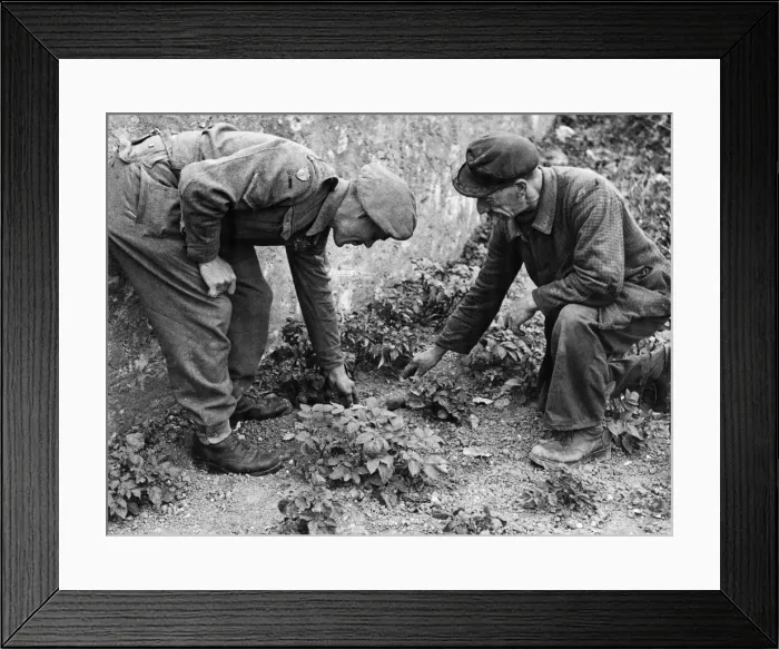 Framed Print : Picture taken on 22nd June 1944 behind the fighting line in Normandy, Northern France