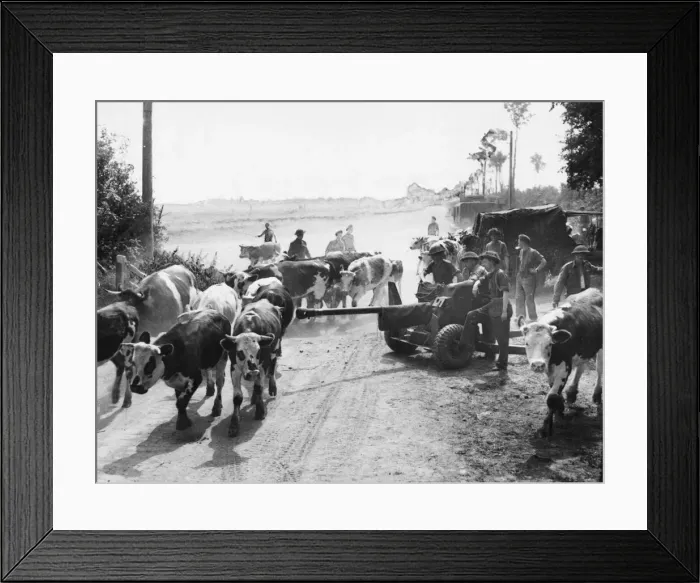 Framed Print : Frontline Farm in Normandy. (Picture) The cattle gets mixed up with guns Framed Print : Frontline Farm in Normandy. (Picture) The cattle gets mixed up with guns