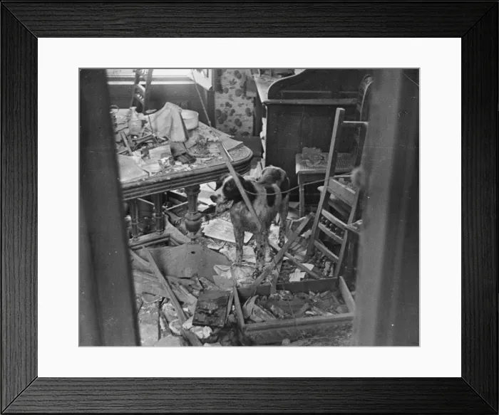 Framed Print : A dog comes back to his home - now destroyed by a bomb from Germany. August 1944 Framed Print : A dog comes back to his home - now destroyed by a bomb from Germany. August 1944