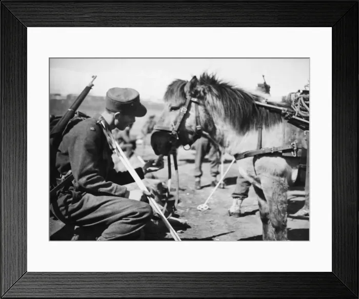 Framed Print : Raid on Spitzbergen (Svalbard). (Picture) A member of the Norwegian garrison feeds Framed Print : Raid on Spitzbergen (Svalbard). (Picture) A member of the Norwegian garrison feeds