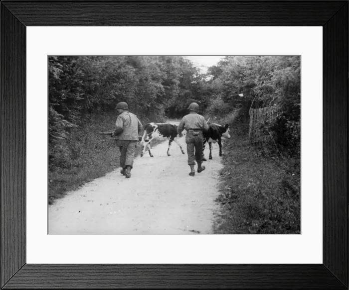 Framed Print : US infantrymen in a typical French farm lane drive cattle before them while they keep a Framed Print : US infantrymen in a typical French farm lane drive cattle before them while they keep a