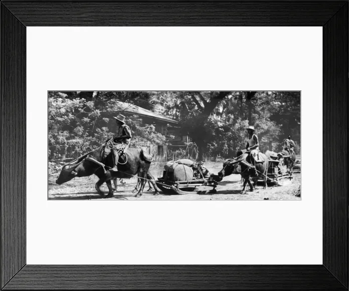 Framed Print : Riding carabaos attached to sleds laden with their household goods