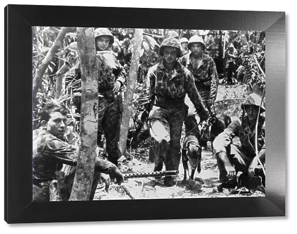 American marines and their jungles rained war dogs move past a light machine gun nest as