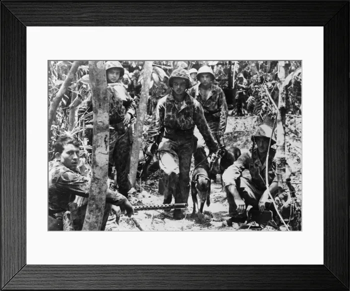 Framed Print : American marines and their jungles rained war dogs move past a light machine gun nest as Framed Print : American marines and their jungles rained war dogs move past a light machine gun nest as