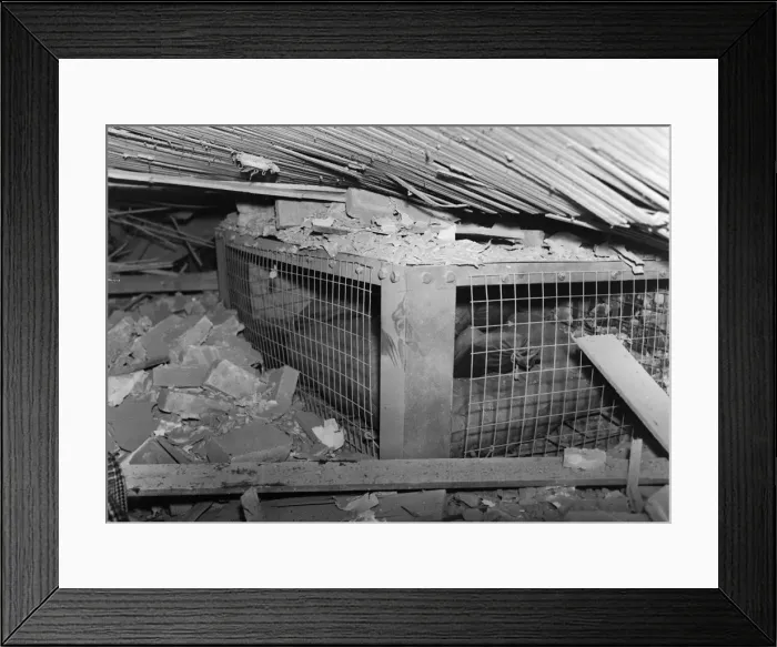 Framed Print : Tests of the new table-type indoor air raid shelter. A two-storey house was brought down Framed Print : Tests of the new table-type indoor air raid shelter. A two-storey house was brought down