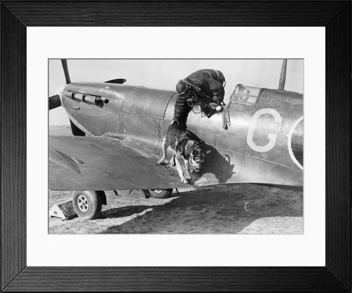 Framed Print : Kim the Alsatian dog is helped off the wing off a Spitfire fighter plane by his master Framed Print : Kim the Alsatian dog is helped off the wing off a Spitfire fighter plane by his master