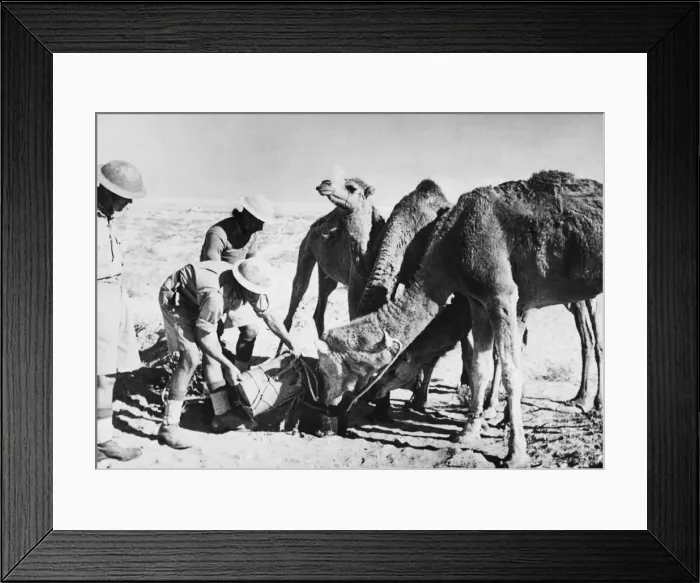 Framed Print : Camels rescued from a minefield in Egypt during the Allied pursuit of Rommels forces Framed Print : Camels rescued from a minefield in Egypt during the Allied pursuit of Rommels forces