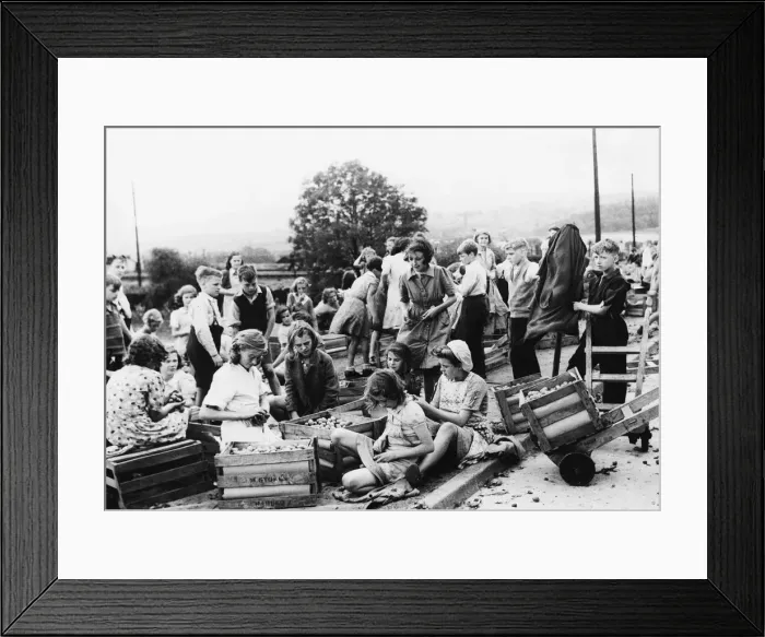 Framed Print : Girls and boys sort through plums in Sheffield during the Second World War Framed Print : Girls and boys sort through plums in Sheffield during the Second World War