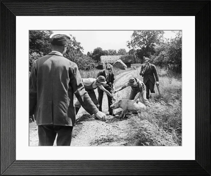 Framed Print : Farmers taking a pig to market during the Second World War. 30th July 1941 Framed Print : Farmers taking a pig to market during the Second World War. 30th July 1941