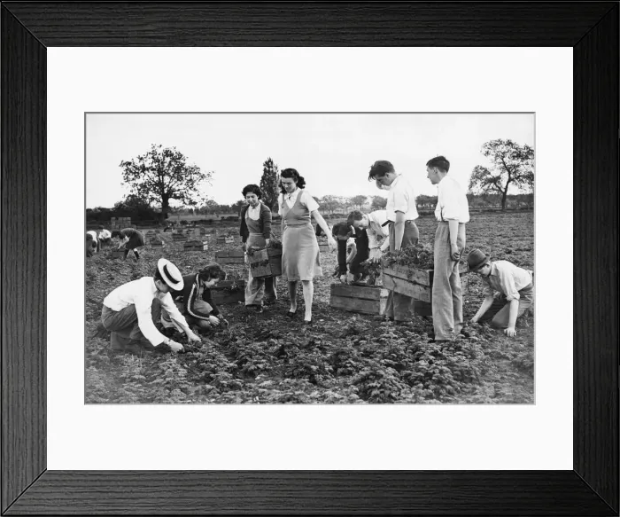 Framed Print : Factory girls and Harrow schoolboys pick vegetables during the Second World War Framed Print : Factory girls and Harrow schoolboys pick vegetables during the Second World War