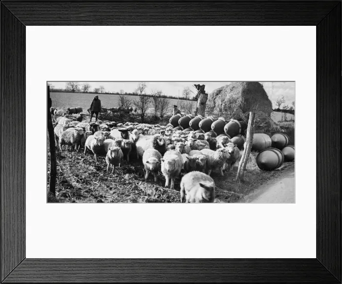 Framed Print : 500 lb bomb ordnance depot at a farm in England during Second World War