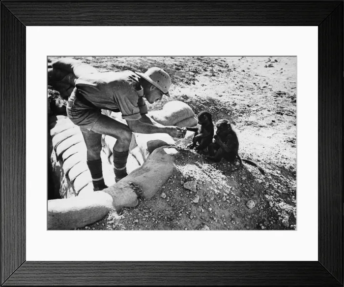 Framed Print : Baboon mascots in a South African camp in the Western Desert during the Second World War