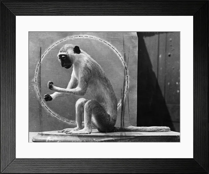 Framed Print : The Monkey called Minnie, mascot of fighter pilot Warrant Officer J Booth Framed Print : The Monkey called Minnie, mascot of fighter pilot Warrant Officer J Booth
