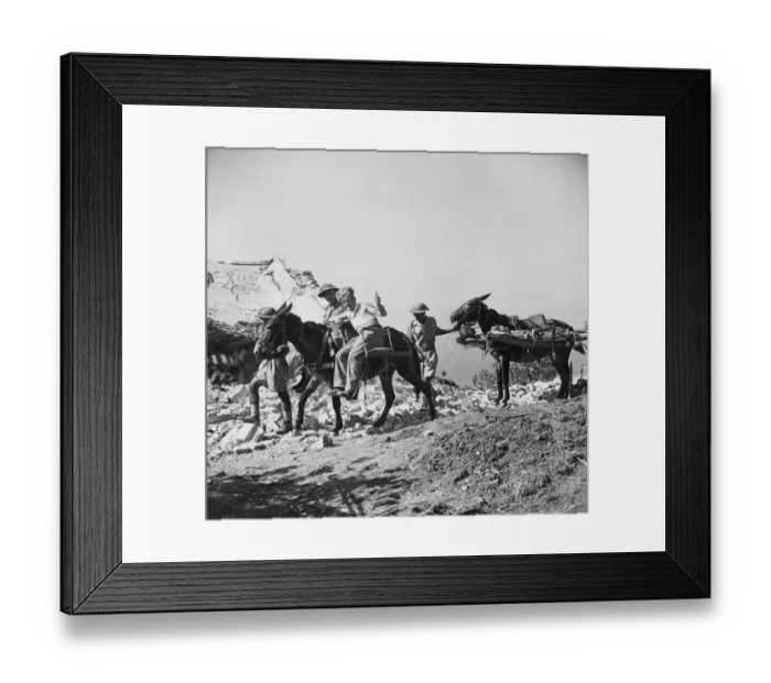 Framed Print : Mules carry wounded soldiers of the 8th Army. 26th September 1943 Framed Print : Mules carry wounded soldiers of the 8th Army. 26th September 1943