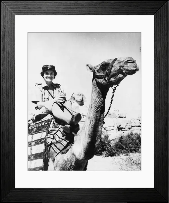 Framed Print : A charming W. A. A. F on a camel in the vicinity of the famous Sphinx in Egypt Framed Print : A charming W. A. A. F on a camel in the vicinity of the famous Sphinx in Egypt