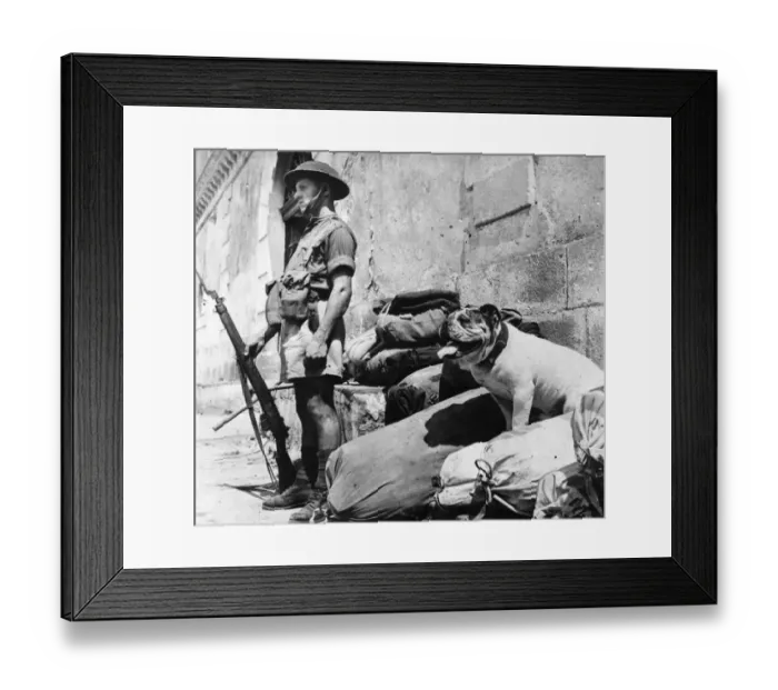 Framed Print : Sweltering under the Sicilian sun, British Bulldog George Framed Print : Sweltering under the Sicilian sun, British Bulldog George