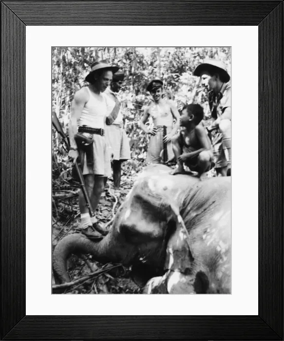 Framed Print : Elephant hunt in Bengal. Elephant shot by R. A. F airmen. 3rd July 1944 Framed Print : Elephant hunt in Bengal. Elephant shot by R. A. F airmen. 3rd July 1944