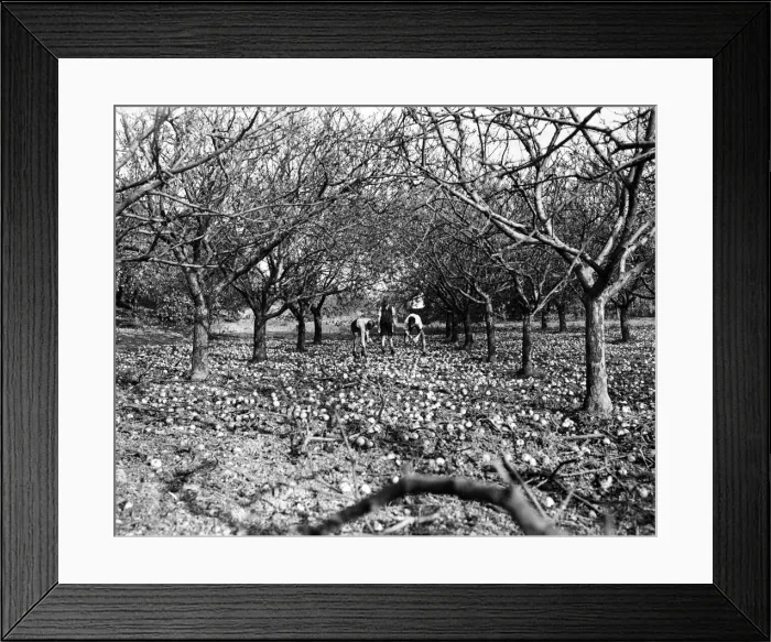 Framed Print : Flying bomb falls in an orchard. 11th November 1944