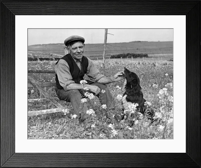Framed Print : Shepherd Tom Goodban with his sheepdog, Dover. September 1944 Framed Print : Shepherd Tom Goodban with his sheepdog, Dover. September 1944