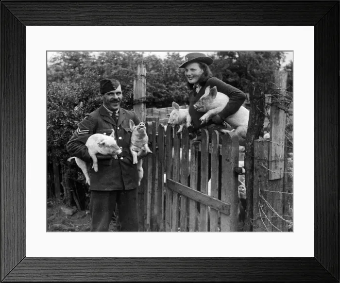 Framed Print : Corporal Kildin and Land girl Joyce Smith, with some of the 275 pigs which form part of Framed Print : Corporal Kildin and Land girl Joyce Smith, with some of the 275 pigs which form part of