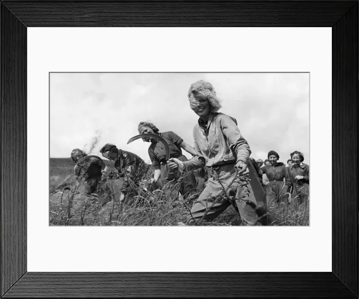 Framed Print : The Forestry Commission of Scotland requested Scottish University students to volunteer