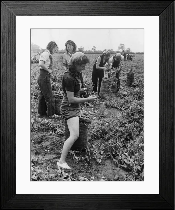 Framed Print : Londoners are earning good money and having a holiday at the same time by pea picking Framed Print : Londoners are earning good money and having a holiday at the same time by pea picking