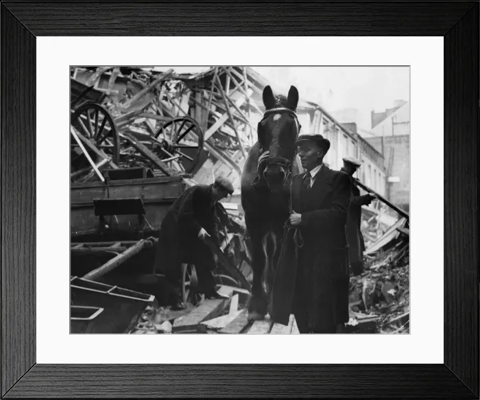 Framed Print : Bill Kennedy rescues the last of the many horses who were trapped for many days after Framed Print : Bill Kennedy rescues the last of the many horses who were trapped for many days after