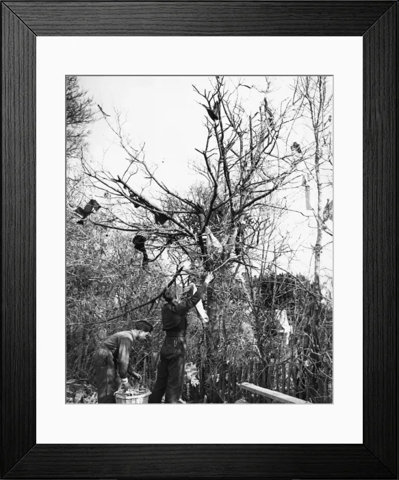 Framed Print : Fragments of clothing thrown into a tree by bomb blasts in the South East of England Framed Print : Fragments of clothing thrown into a tree by bomb blasts in the South East of England