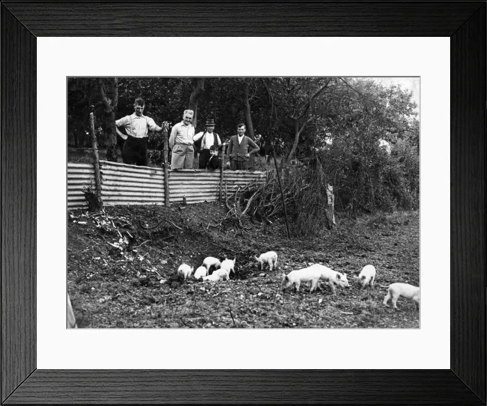 Framed Print : These little pigs investigate the bomb crater in their orchard following an air raid by