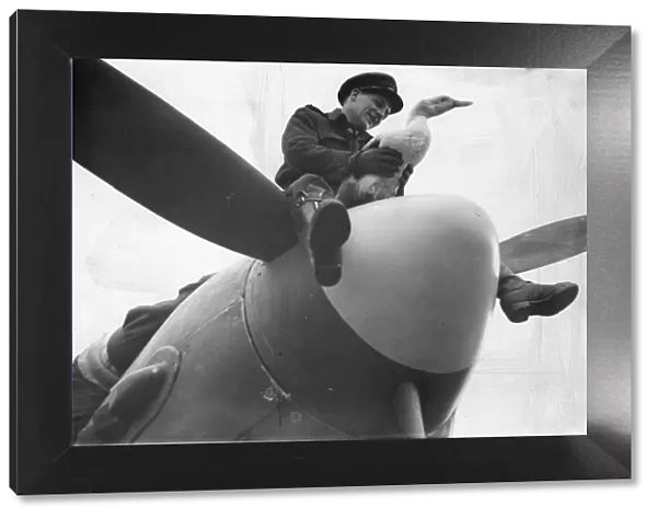 Picture shows Sarah, a duck. A mascot of this Typhoon Aircraft