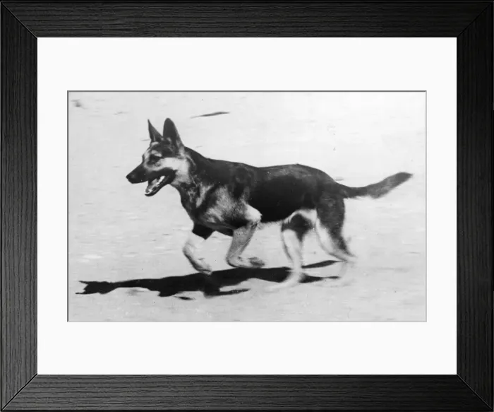 Framed Print : Tess, the 15 months old Alsation dog, and mascot of Transit Camp, Middle East Forces Framed Print : Tess, the 15 months old Alsation dog, and mascot of Transit Camp, Middle East Forces