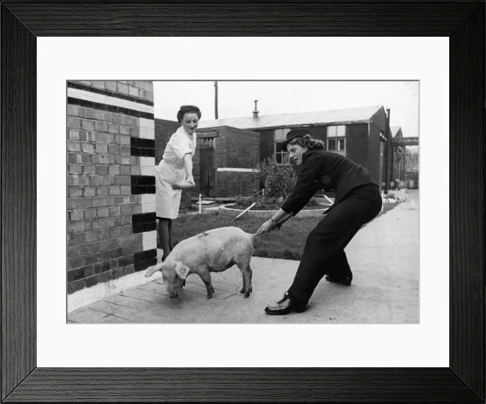 Framed Print : A pig makes his way in a Liverpool Fire Station. Picture taken 20th January Framed Print : A pig makes his way in a Liverpool Fire Station. Picture taken 20th January
