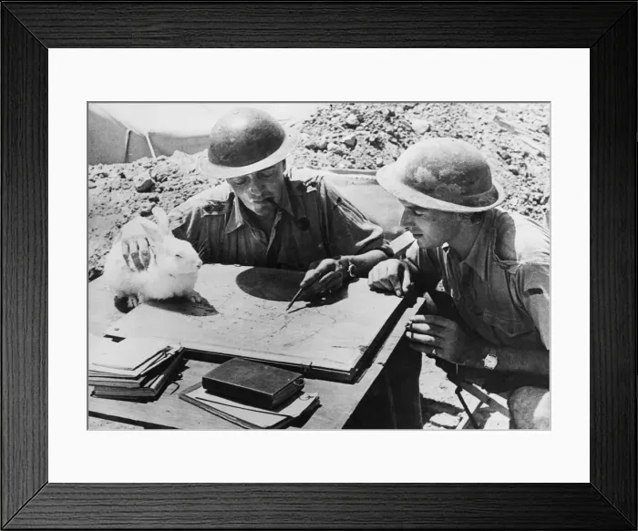 Framed Print : Soldiers in Tobruk, Libya. Another pet with the Gunner Officers Framed Print : Soldiers in Tobruk, Libya. Another pet with the Gunner Officers