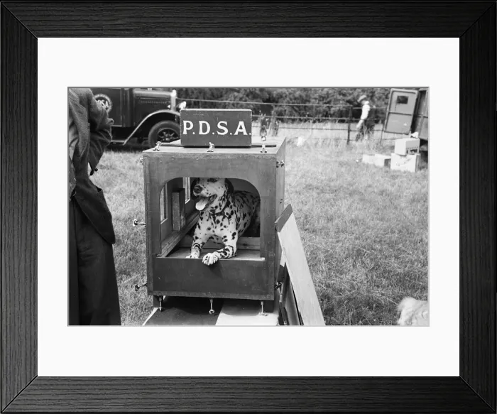 Framed Print : Animals ARP. A gas proof kennel on displayed by the animal charity P. D. S. A Framed Print : Animals ARP. A gas proof kennel on displayed by the animal charity P. D. S. A