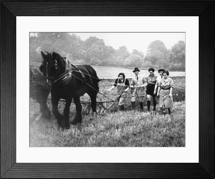Framed Print : Women trainees at the Cheshire Agricultural College in Nantwich during Second World War Framed Print : Women trainees at the Cheshire Agricultural College in Nantwich during Second World War