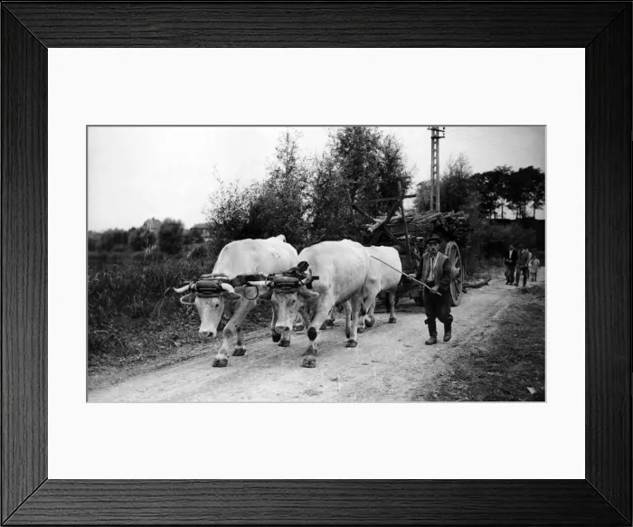 Framed Print : An Oxen drawn cart, France. September 1944 Framed Print : An Oxen drawn cart, France. September 1944