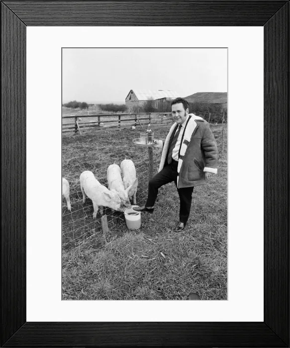 Framed Print : Pub landlord fattens his pigs on beer, New Marske. 1973 Framed Print : Pub landlord fattens his pigs on beer, New Marske. 1973